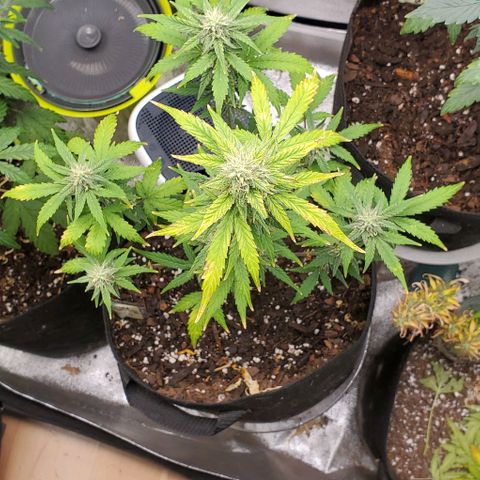 Corkscrew growlog timeline photo