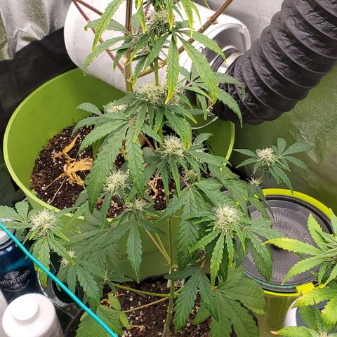 Bonnibel growlog timeline photo