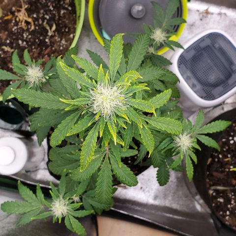 Bonnibel growlog timeline photo