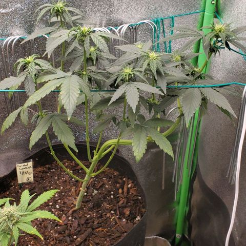 Eve growlog timeline photo