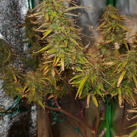 Starla growlog photo: She's bulking up!