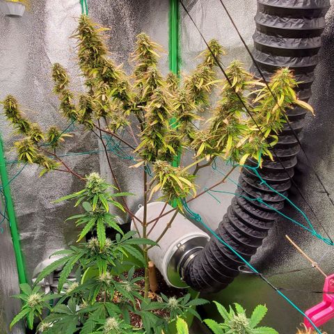 Starla growlog photo: She's bulking up!