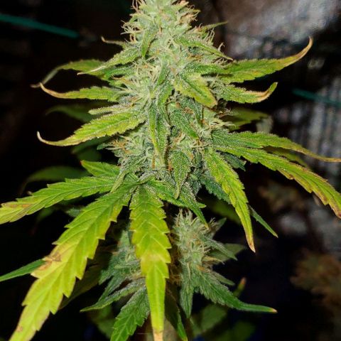 Corkscrew growlog timeline photo