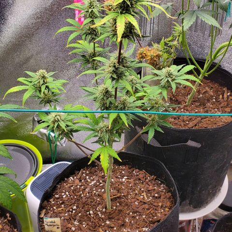 Corkscrew growlog timeline photo