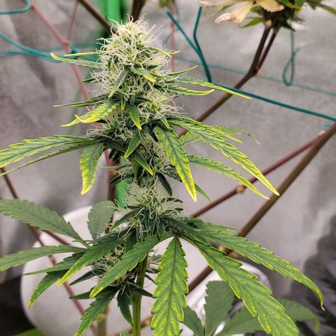Bonnibel growlog timeline photo