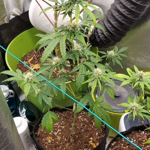 Bonnibel growlog timeline photo