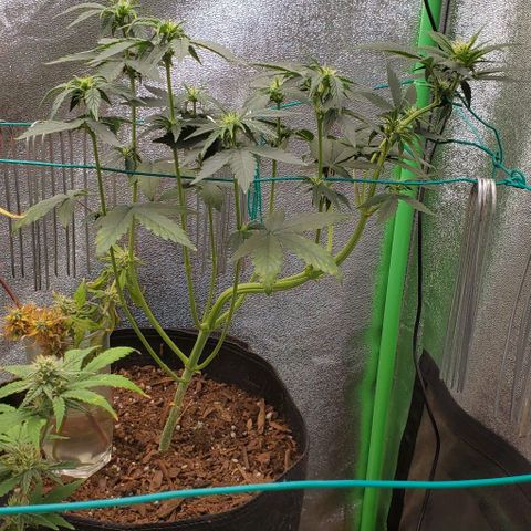 Eve growlog timeline photo