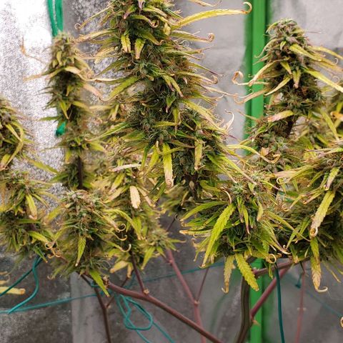 Starla growlog timeline photo