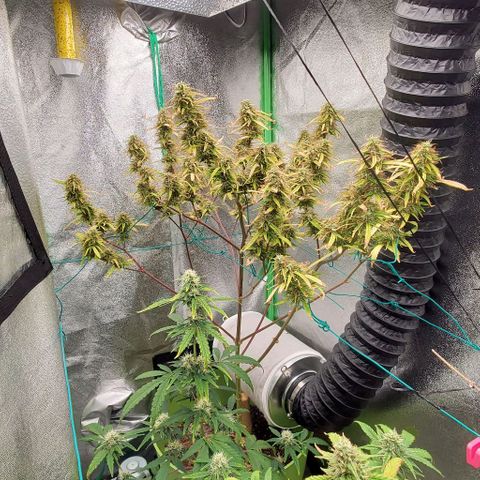 Starla growlog timeline photo