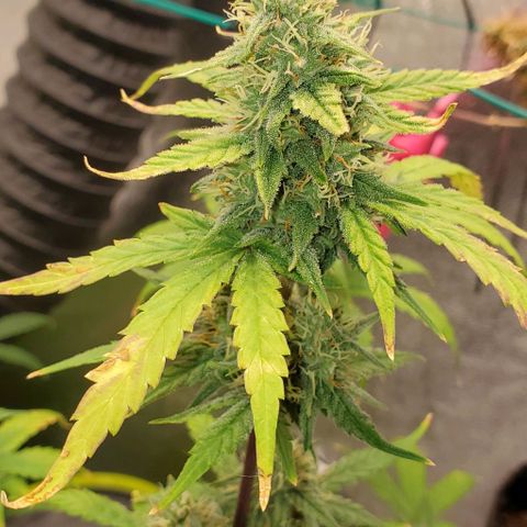 Corkscrew growlog timeline photo