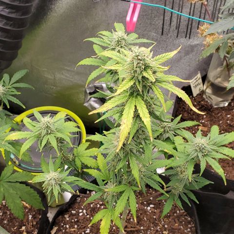 Corkscrew growlog timeline photo