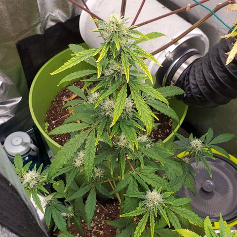 Bonnibel growlog timeline photo