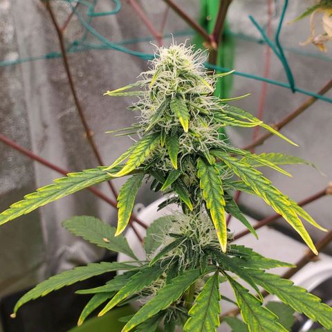 Bonnibel growlog timeline photo