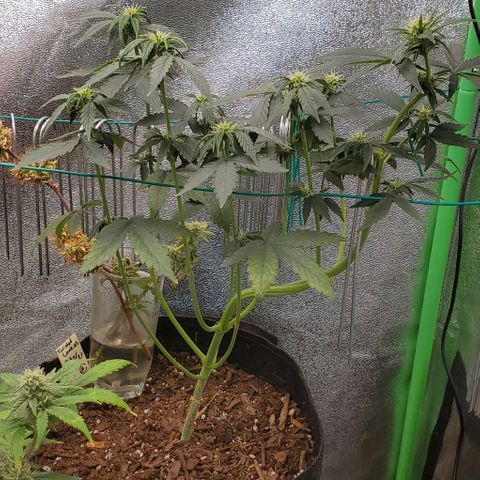 Eve growlog timeline photo