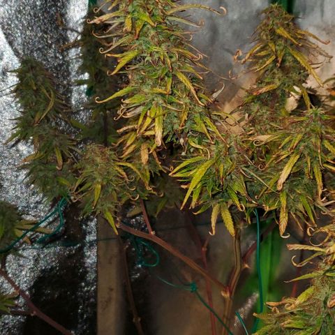 Starla growlog timeline photo