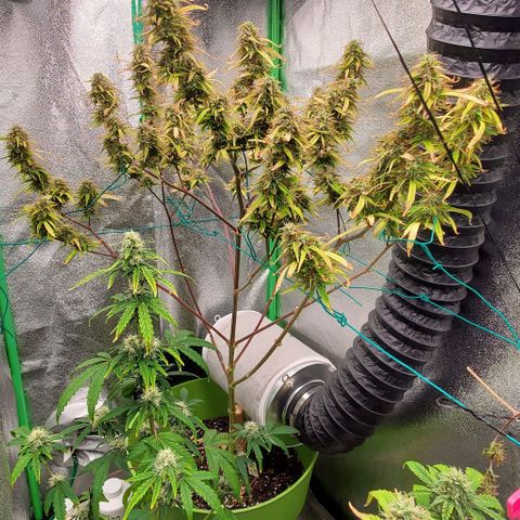 Starla growlog timeline photo