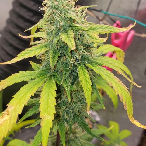 Corkscrew growlog timeline photo