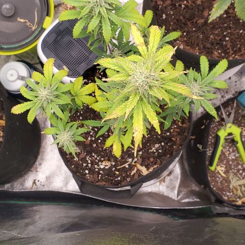 Corkscrew growlog timeline photo