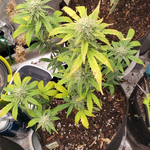 Corkscrew growlog timeline photo