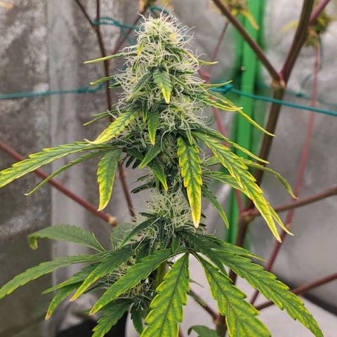 Bonnibel growlog timeline photo