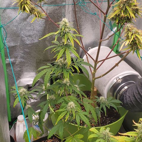 Bonnibel growlog timeline photo