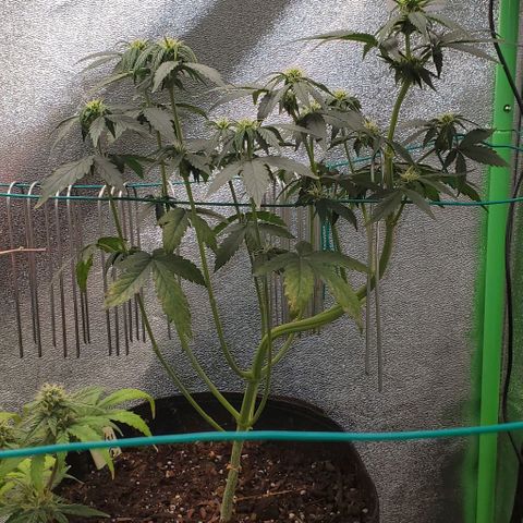 Eve growlog timeline photo
