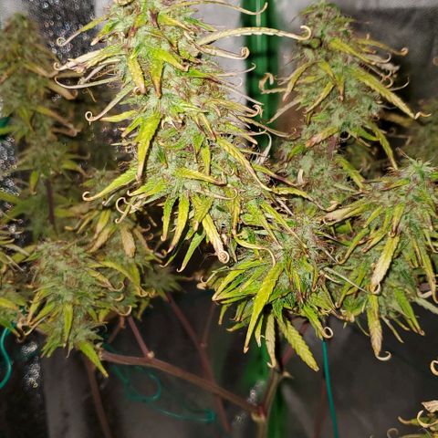 Starla growlog timeline photo