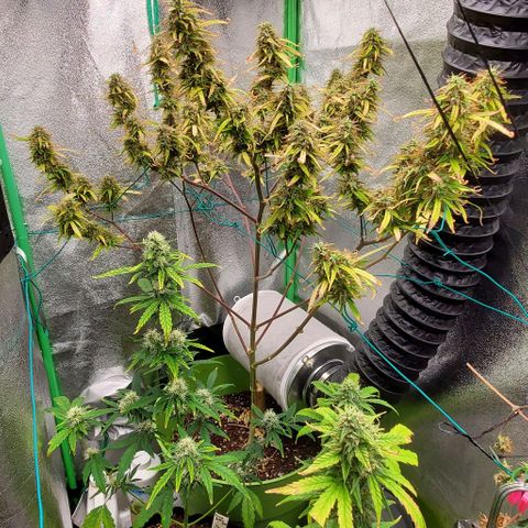 Starla growlog timeline photo