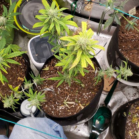 Corkscrew growlog timeline photo