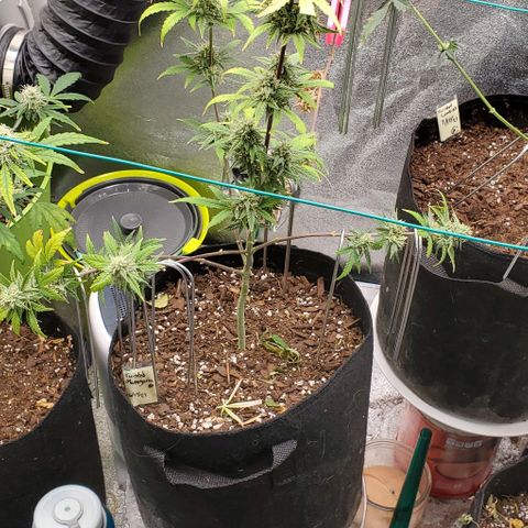 Corkscrew growlog timeline photo