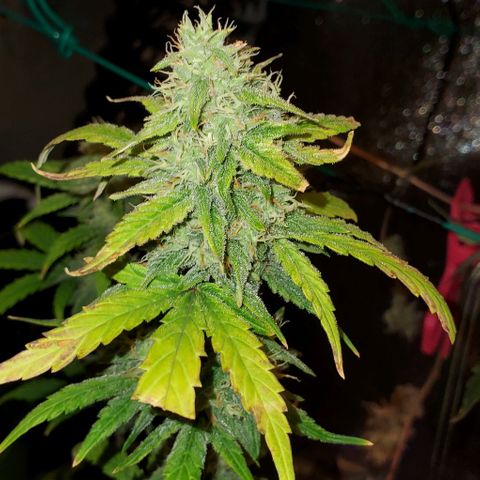 Corkscrew growlog timeline photo