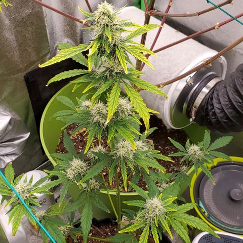 Bonnibel growlog timeline photo