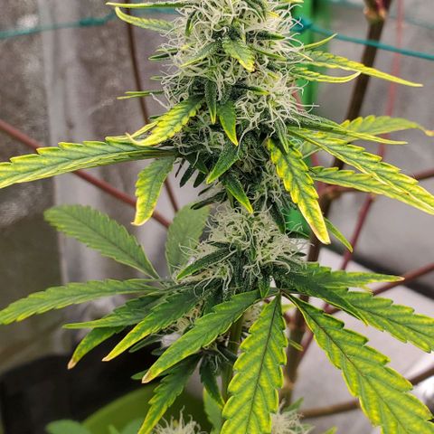 Bonnibel growlog timeline photo