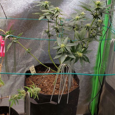 Eve growlog timeline photo