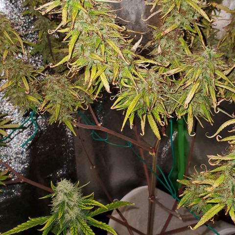 Starla growlog timeline photo