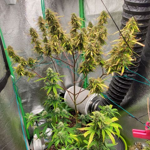 Starla growlog timeline photo