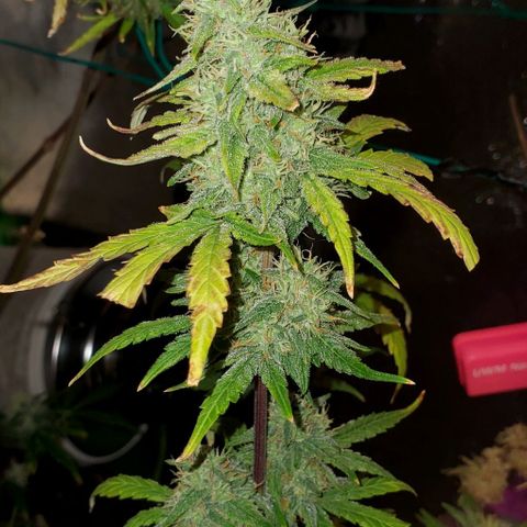 Corkscrew growlog timeline photo