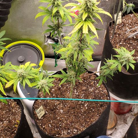 Corkscrew growlog timeline photo