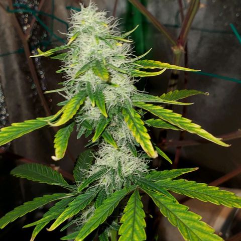 Bonnibel growlog timeline photo