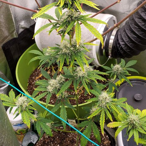 Bonnibel growlog timeline photo