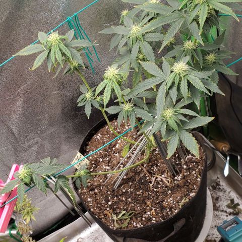 Eve growlog timeline photo