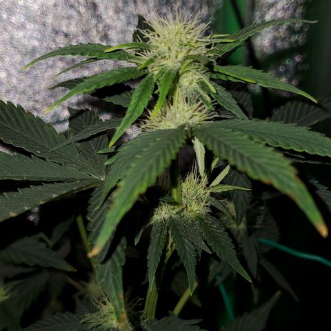 Eve growlog timeline photo