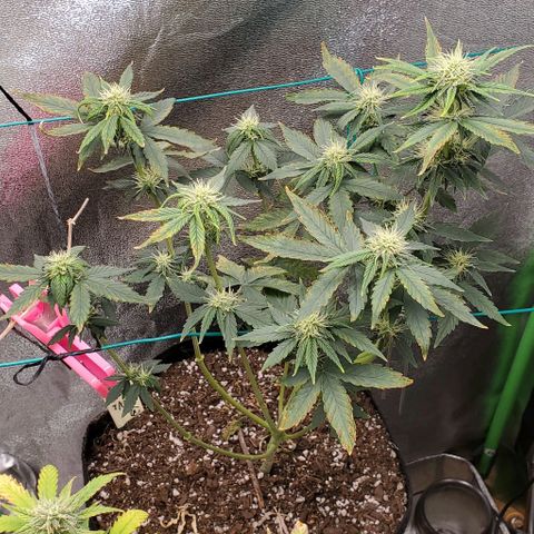 Eve growlog timeline photo