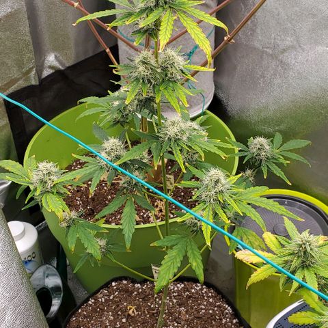 Bonnibel growlog timeline photo