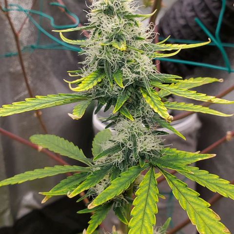 Bonnibel growlog timeline photo