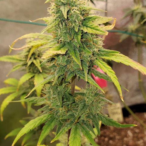 Corkscrew growlog timeline photo