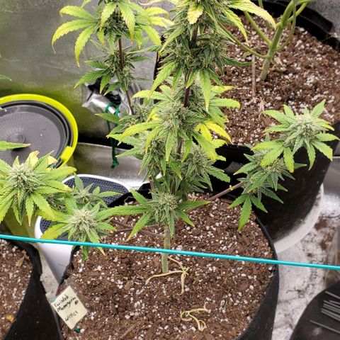 Corkscrew growlog timeline photo