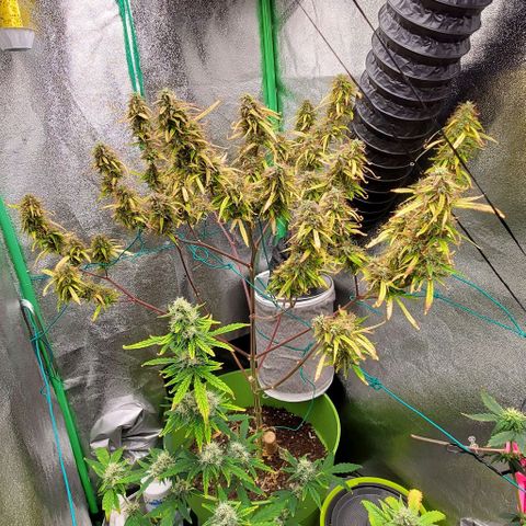 Starla growlog timeline photo