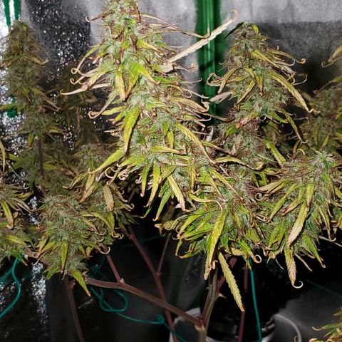 Starla growlog timeline photo