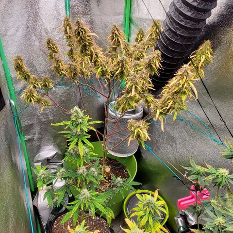 Starla growlog timeline photo